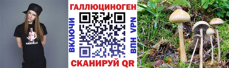 darknet Telegram  Теберда  Псилоцибиновые грибы Psilocybe 